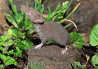 Crocidura suaveolens