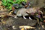 Crocidura suaveolens