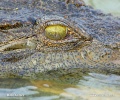 Crocodylus niloticus