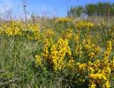 Cytisus procumbens