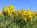 Cytisus procumbens