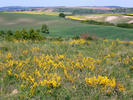 Cytisus procumbens