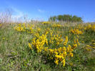 Cytisus procumbens