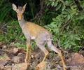 Damara Dik-dik