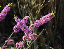 Daphne mezereum