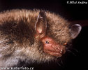 Daubenton's Bat