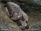 Daubenton's Bat