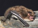 Daubenton's Bat