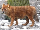 Dhole