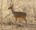 Dik-dik di Kirk