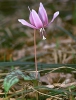 Dog's tooth violet, Dogtooth violet