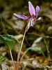 Dog's tooth violet, Dogtooth violet