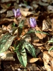 Dog's tooth violet, Dogtooth violet