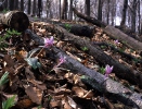 Dog's tooth violet, Dogtooth violet