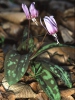 Dog's tooth violet, Dogtooth violet