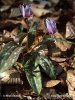 Dog's-Tooth Violet