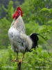 Domača kokoš
