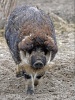 Domestic pig - mangalica