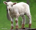 Domestic Sheep