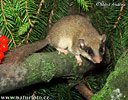 Dryomys nitedula