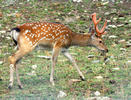 Dybowskii's sika deer