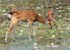 Dybowskii's sika deer