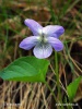 Early dog violet