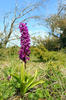 Early-purple orchid