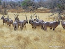 East African oryx