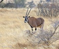 East African oryx