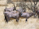 East African oryx