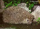 Eastern Hedgehog