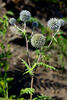 Echinops sphaerocephalus