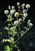 Echinops sphaerocephalus