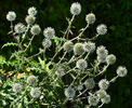 Echinops sphaerocephalus