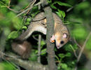 Edible Dormouse