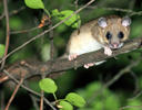 Edible Dormouse