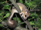 Edible Dormouse