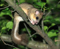 Edible Dormouse