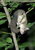 Edible Dormouse