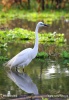 Egretta alba