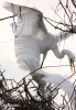 Egretta alba