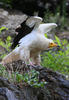 Egyptian vulture