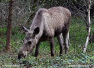 Eland