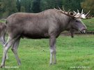 Eland