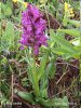 Elder-flowered Orchid