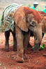 Elefant africà de sabana