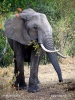 Elefante africano