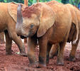 Elefante africano de sabana