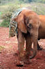 Éléphant de savane d'Afrique